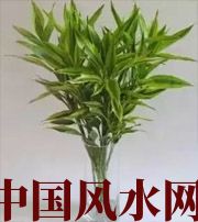 枣庄十二生肖养什么植物最旺财运？你知道吗！